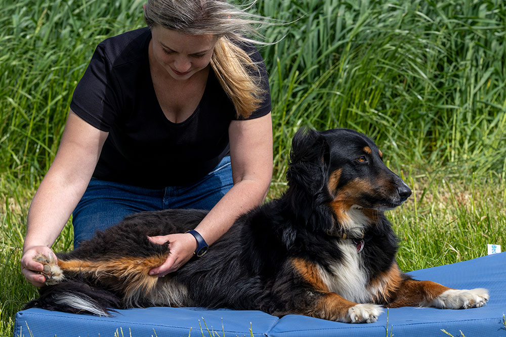 Behandlung Hund
